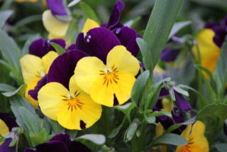 自治会活動　0001