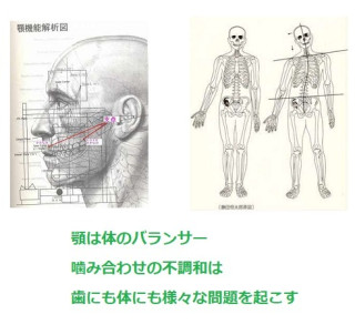 顎は体のバランサー